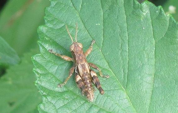 Acrididae: maschio di Pezotettix giornae